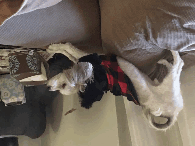 a dog wearing a red and black plaid shirt is laying on a couch