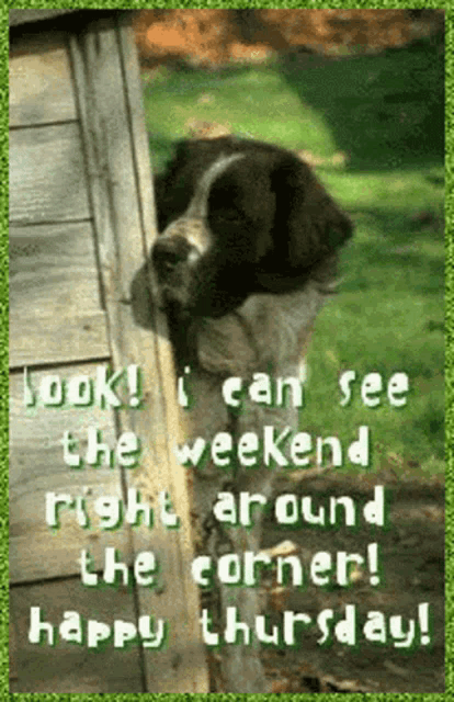 a dog peeking out of a wooden fence with the words look i can see the weekend right around the corner