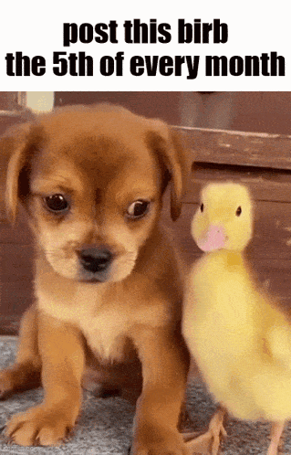 a dog and a duck are standing next to each other