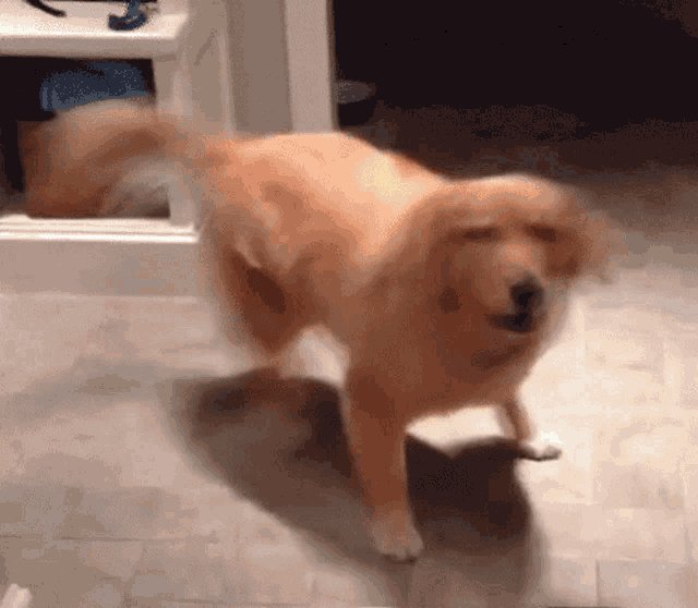 a dog is standing on its hind legs on a tiled floor in a room .