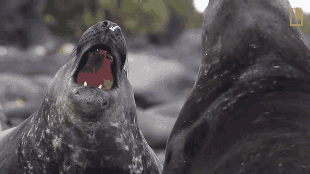 Fighting Seals Short Film Showcase GIF - Fighting Seals Short Film Showcase World Penguin Day GIFs