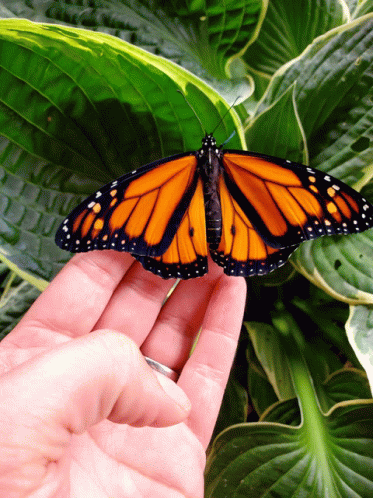 Monarchs GIF