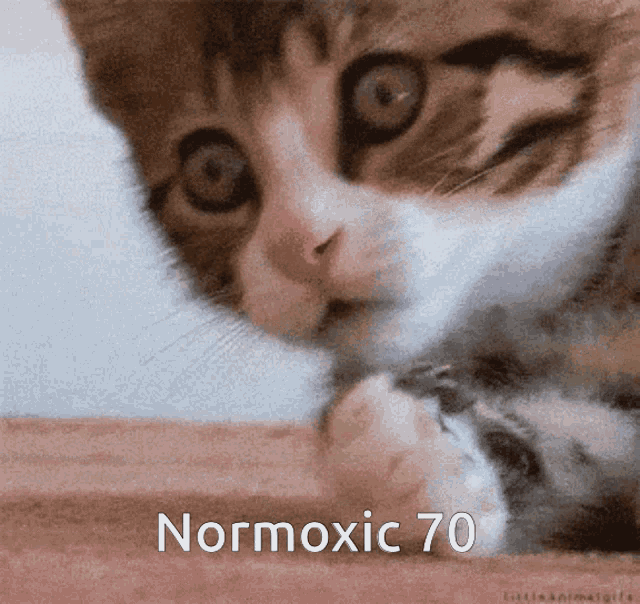 Dead Cat Normoxic70 GIF - Dead Cat Normoxic70 Oh No GIFs