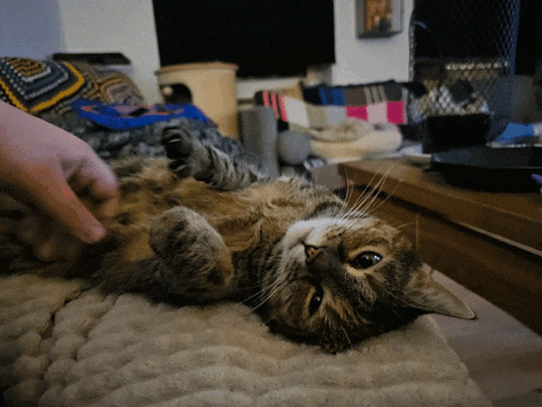 Cat Belly Rub GIF - Cat Belly Rub Juniper GIFs