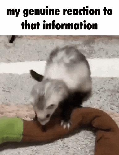 Ferret My Genuine Reaction To That Information GIF - Ferret My Genuine Reaction To That Information Mustelid GIFs