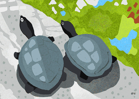 two turtles are walking down a path with a watermark that says @w on it
