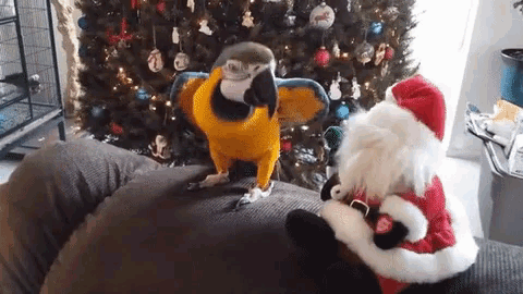 a blue and yellow parrot is standing next to a stuffed animal in a santa hat .
