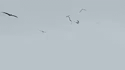 Flying Birds GIF - Flying Birds GIFs
