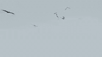 a flock of birds flying in a cloudy sky .