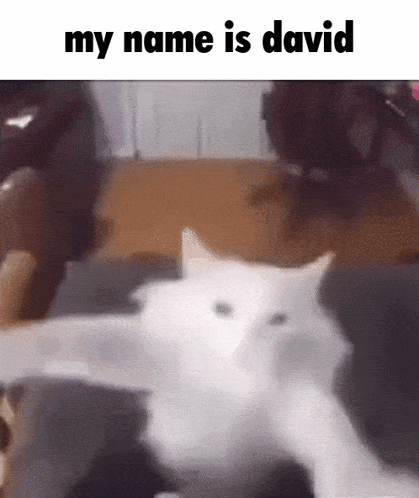 a white cat is laying down on a couch with the words `` my name is david '' written on the bottom .