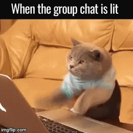 Cats Groupchat GIF - Cats Groupchat Lit GIFs