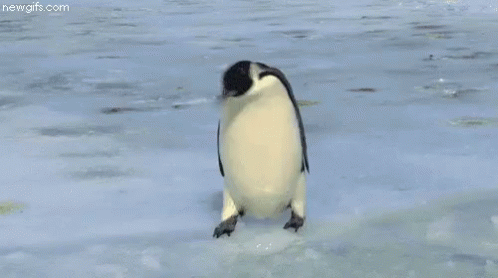 Penguin Fail GIF - Fail Penguin Ice GIFs