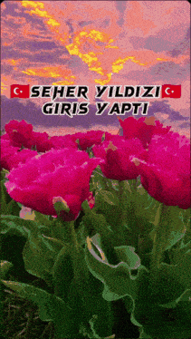 a picture of pink flowers with the words seher yildizi giris yapi on the bottom