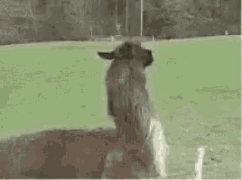 a horse is sitting in a field with the words `` fuck this i 'm out '' written above it .