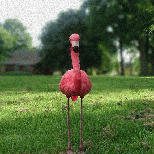 Muziekpark Flamingo GIF - Muziekpark Flamingo Park GIFs