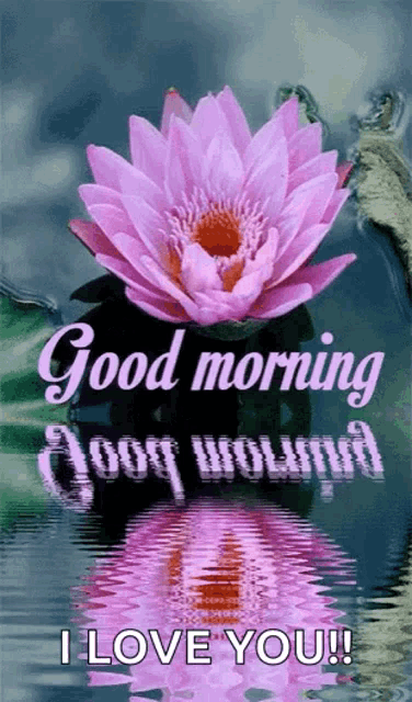 a good morning message with a pink lotus flower