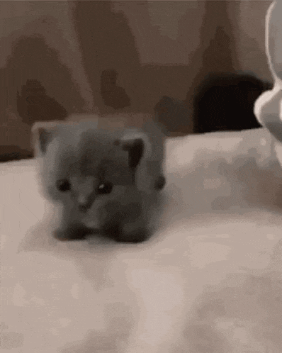 a small kitten is walking on a bed next to a cup .