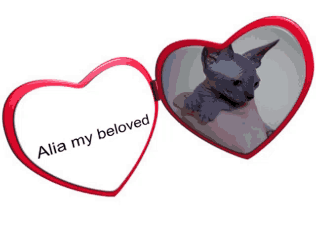 a picture of a hairless cat in a red heart shaped frame with alia my beloved written on it