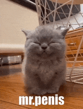 a gray cat is sitting on a wooden floor with its eyes closed and the words mr. penis written on it .