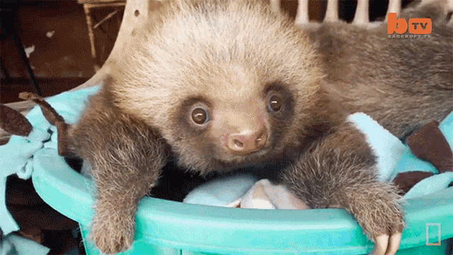 Curious International Sloth Day GIF - Curious International Sloth Day Baby Sloths GIFs