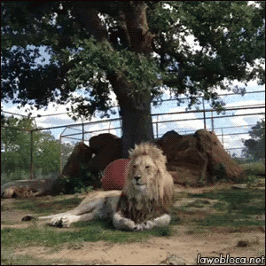 Lion Sleping GIF - Lion Sleping Lifts Leg Up GIFs