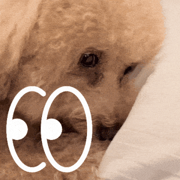 a close up of a dog laying on a bed with the letter eo visible