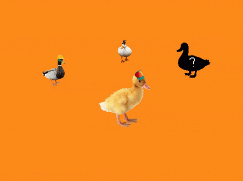 Duck Duckweb GIF - Duck Duckweb Derg__animated GIFs