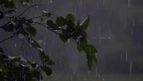 Rain Raining GIF - Rain Raining GIFs