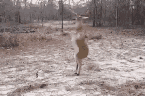 a deer is standing on its hind legs in a dirt field in the woods .