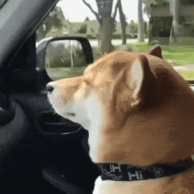 Shiba Shiba Dancing GIF - Shiba Shiba Dancing Shiba Dancing Music GIFs