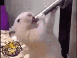 a hamster is drinking water from a hose .