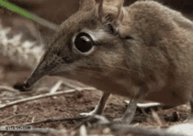 a small mouse with a long nose is standing on the ground .