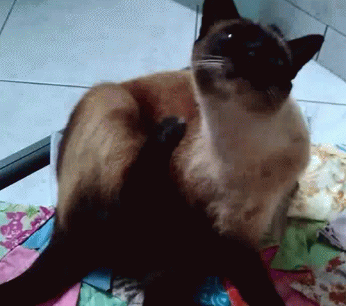 Cat Itchy GIF - Cat Itchy Scratch GIFs