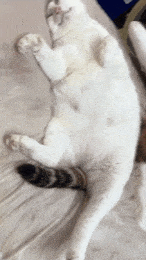 a white cat is laying on its back on a blanket