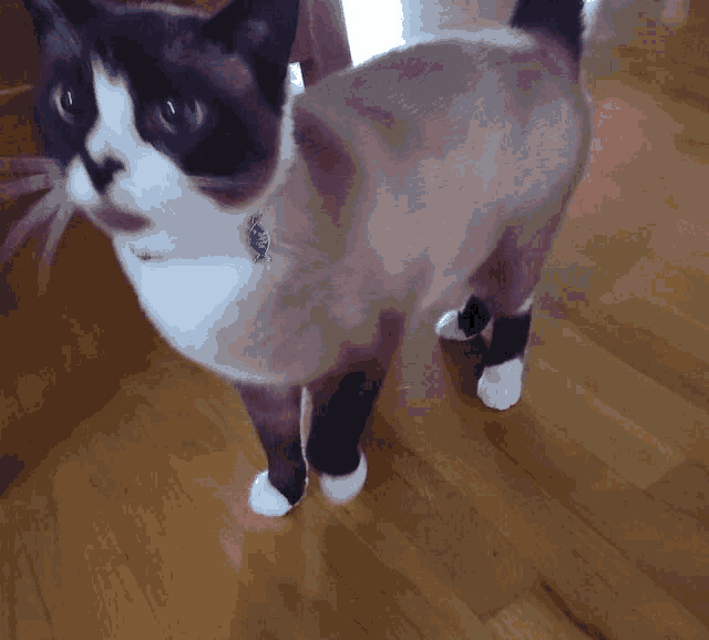 a black and white cat standing on a wooden floor looking at the camera
