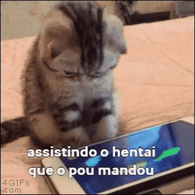 a kitten is looking at a cell phone with the words assistindo o hentai que o pou mandou written below it