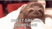 Sloth Love GIF - Sloth Love Sweet Dreams GIFs