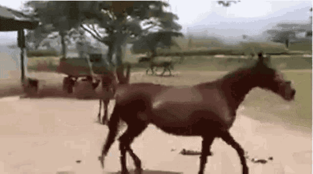 a horse is walking across a dirt field in a field .