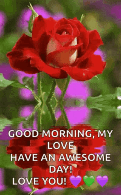 a red rose with a message that says good morning my love have an awesome day i love you