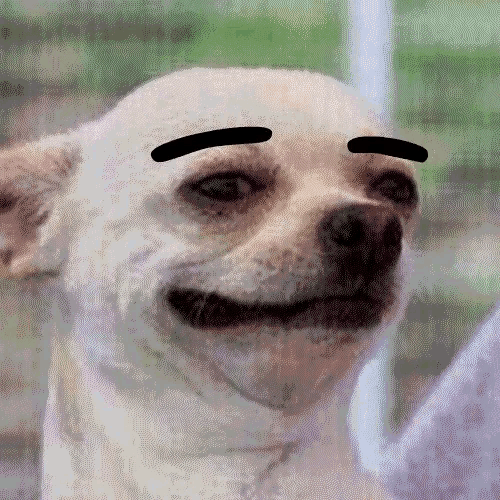 Dog Eyebrow GIF
