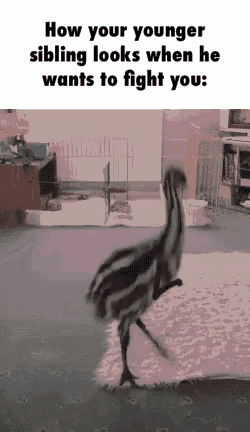 an emu is standing on its hind legs in a room and looking at the camera .