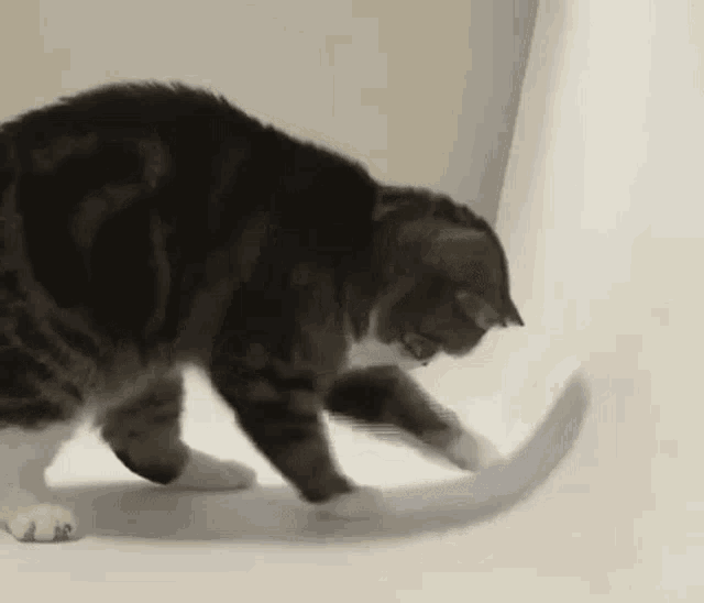 Scratch Cat GIF - Scratch Cat Maru GIFs