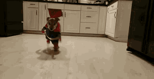 a dog dressed in a superhero costume is running in the kitchen
