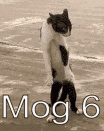 Mog Mog6 GIF - Mog Mog6 Rog GIFs