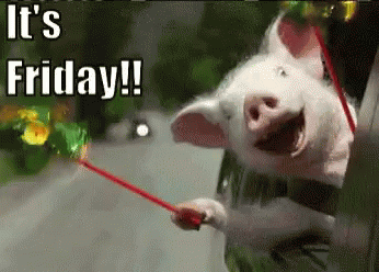 Friday Pig GIF - Friday Pig GIFs