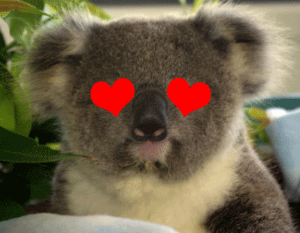 Koala Love GIF
