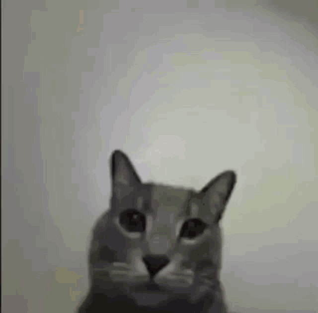 a close up of a cat 's face against a white wall .