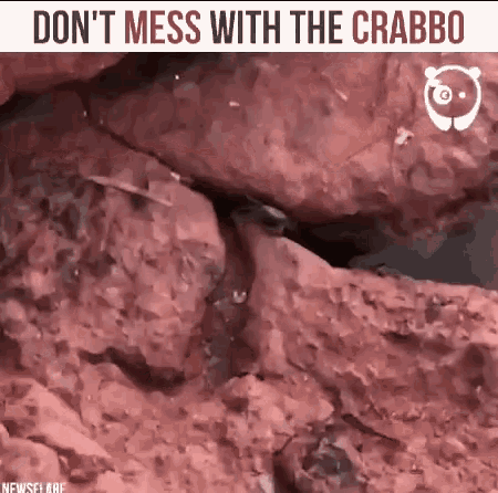 Dead Meat GIF - Dead Meat Crabbo GIFs