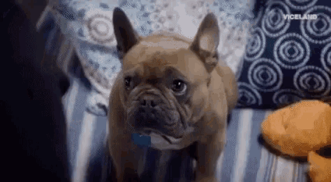 a french bulldog is sitting on a bed next to a stuffed animal and pillows .