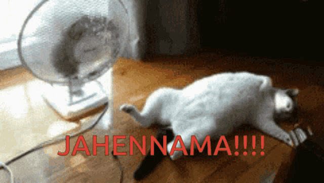 a cat is laying on the floor in front of a fan and the word jahennama is written in red